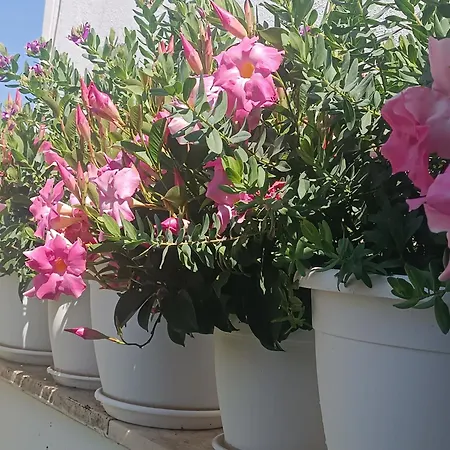 Bed & Breakfast Blumoon Boutique *