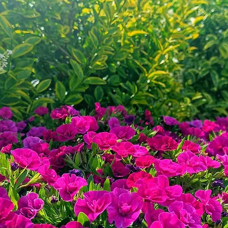 Bed & Breakfast Blumoon Boutique Andria